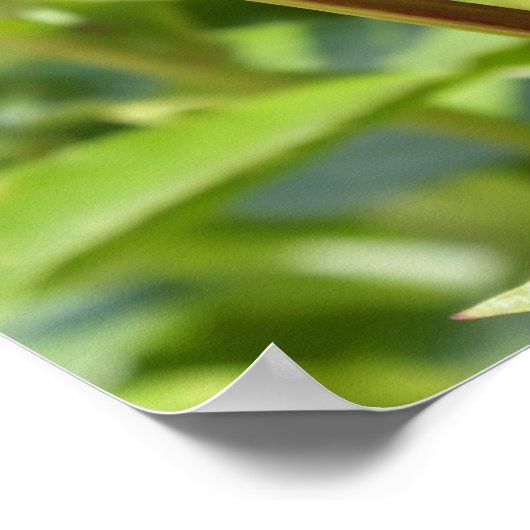 Dark Maroon velvet peonies Poster (Hoek)