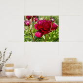 Dark Maroon velvet peonies Poster (Keuken)