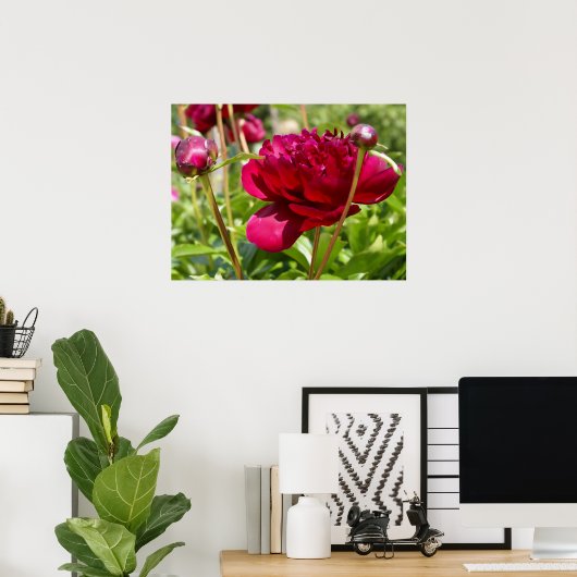 Dark Maroon velvet peonies Poster (Thuiskantoor)