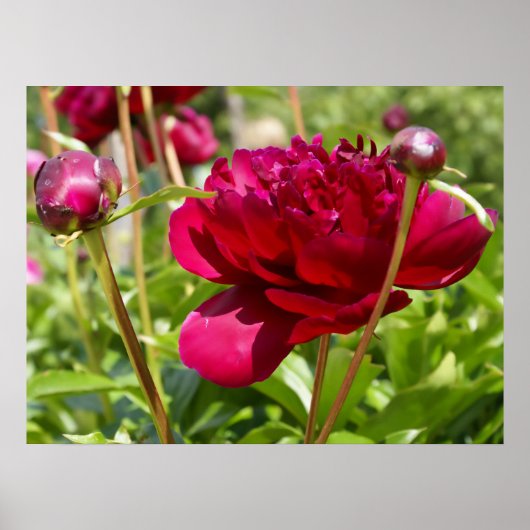 Dark Maroon velvet peonies Poster (Voorkant)
