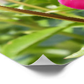 Dark Maroon velvet peonies Poster (Hoek)