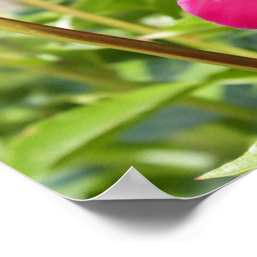 Dark Maroon velvet peonies Poster (Hoek)