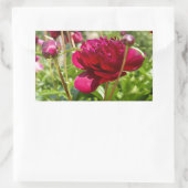 Dark Maroon velvet peonies Rechthoekige Sticker (Tas)