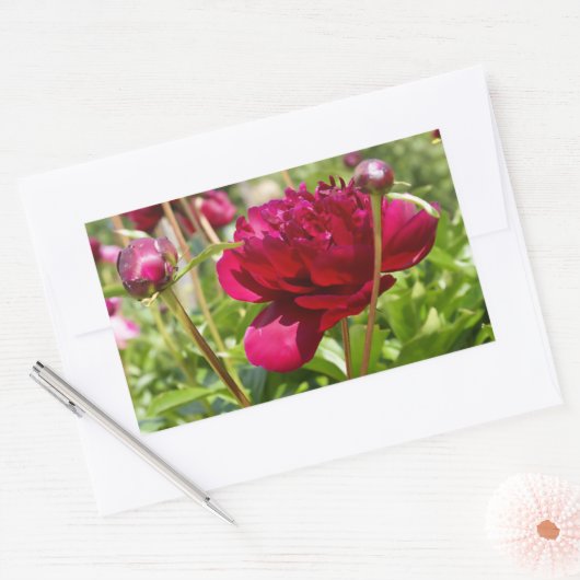 Dark Maroon velvet peonies Rechthoekige Sticker (Envelop)