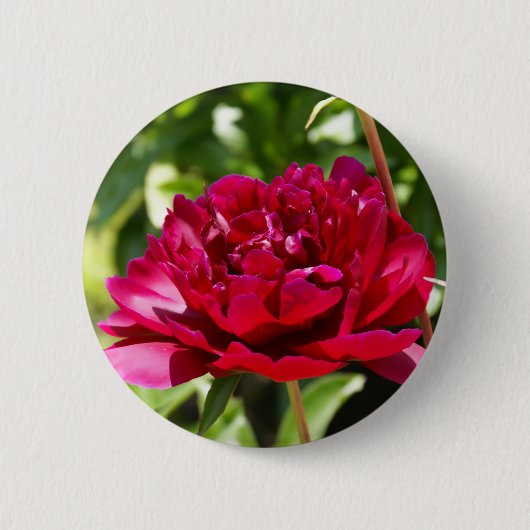 Dark Maroon velvet peonies Ronde Button 5,7 Cm (Voorkant)
