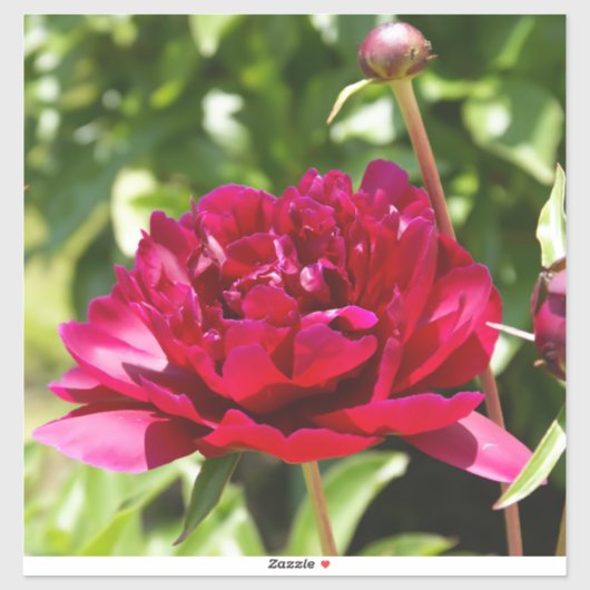 Dark Maroon velvet peonies Sticker (Vel)