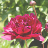 Dark Maroon velvet peonies Sticker (Voorkant)