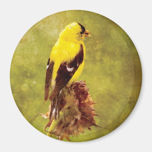 Dark Moody Goldfinch Bird Art Magnet (Voorkant)
