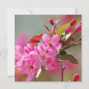 Dark Pink Cherry Blossom