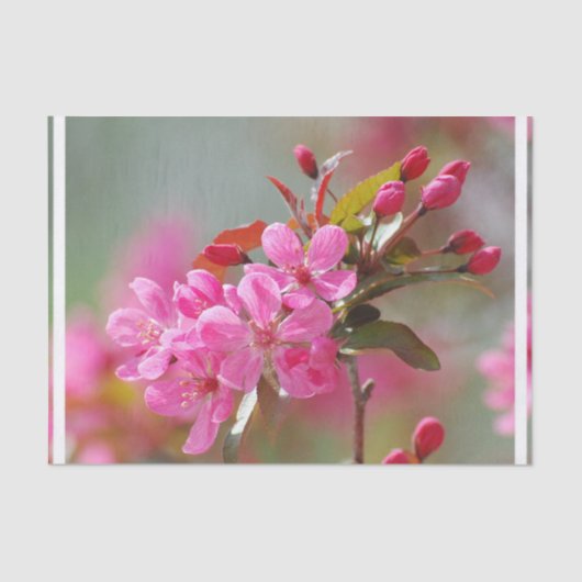 Dark Pink Cherry Blossom Tissuepapier (Voorkant)
