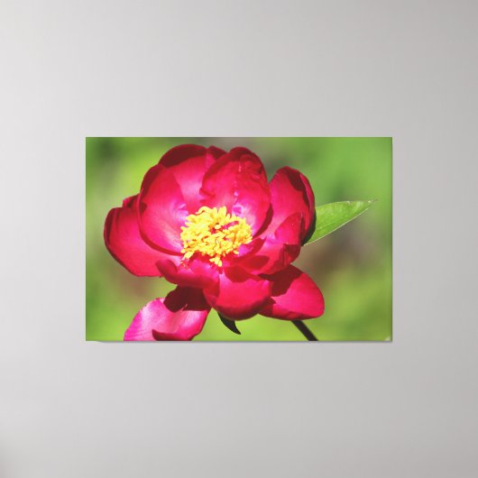 Dark Pink Peony Canvas Afdruk (Voorkant)