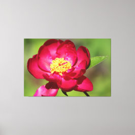 Dark Pink Peony Canvas Afdruk