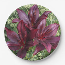 Dark Red Asiatic Lilies Floral