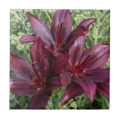 Dark Red Asiatic Lilies Floral Tegeltje (Voorkant)