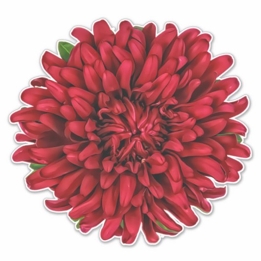 Dark Red Big Dahlia Pinnata Flower Sticker (Voorkant)