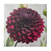 Dark Red Dahlia Bloom Floral Ceramic Tile Tegeltje (Voorkant)