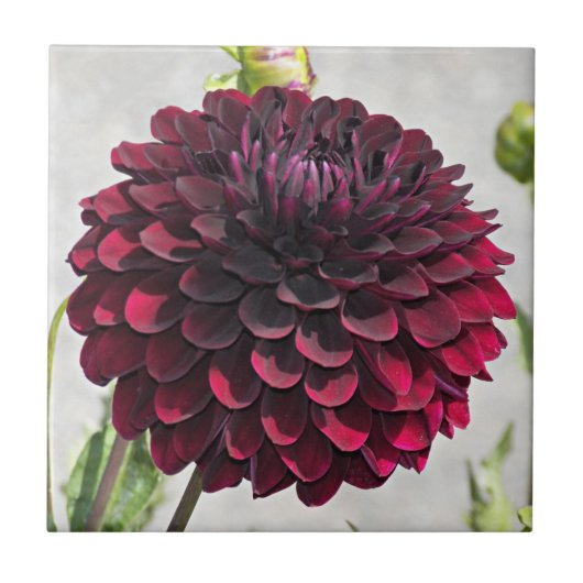 Dark Red Dahlia Bloom Floral Ceramic Tile Tegeltje (Voorkant)