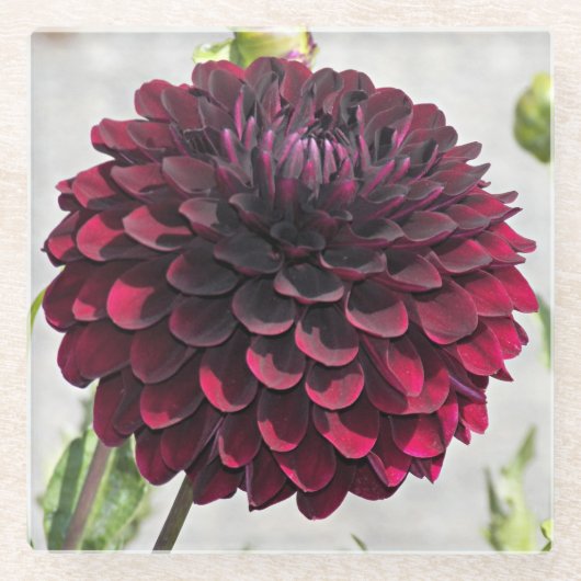 Dark Red Dahlia Bloom Floral Glazen Onderzetter (Voorkant)