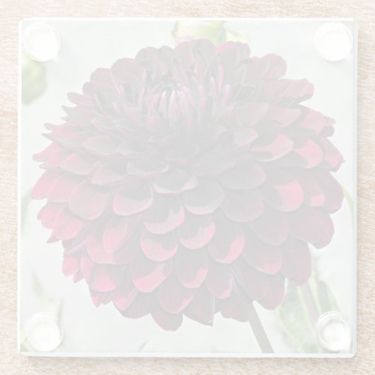 Dark Red Dahlia Bloom Floral Glazen Onderzetter (Achterkant)