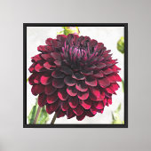Dark Red Dahlia Bloom Foto Canvas Afdruk (Voorkant)