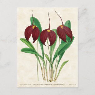 Dark Red Masdevallia Orchid  Botanisch Briefkaart