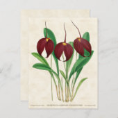 Dark Red Masdevallia Orchid  Botanisch Briefkaart (Voorkant / Achterkant)