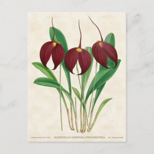 Dark Red Masdevallia Orchid  Botanisch Briefkaart (Voorkant)