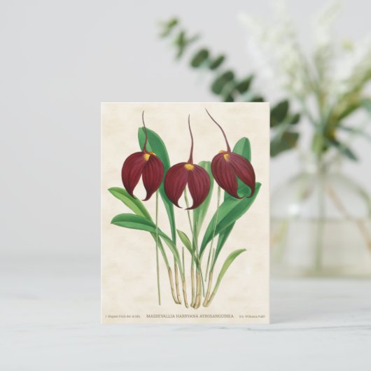 Dark Red Masdevallia Orchid  Botanisch Briefkaart (Staand voorkant)