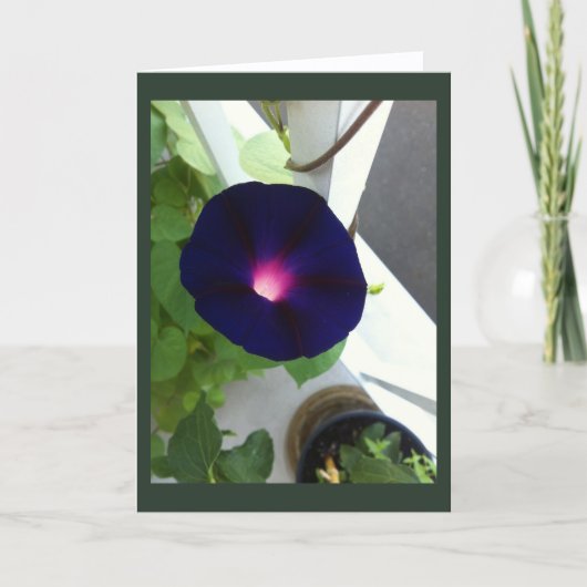 Dark Velvet Morning Glory Blank Kaart (Voorkant)