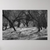 DarkTrees in een Meadow (b/w) Poster (Voorkant)