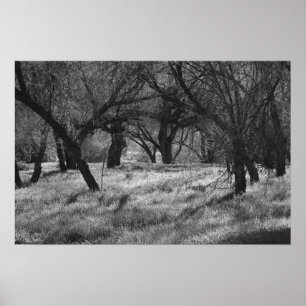 DarkTrees in een Meadow (b/w) Poster