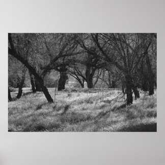 DarkTrees in een Meadow (b/w) Poster