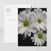 Darlin' Daisies Briefkaart (Voorkant / Achterkant)