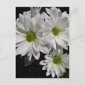 Darlin' Daisies Briefkaart