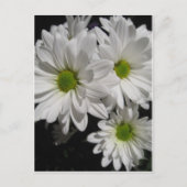 Darlin' Daisies Briefkaart (Voorkant)