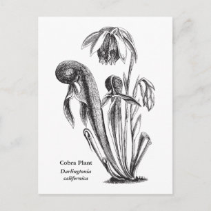Darlingtonia californica, carnivoren Plant Briefkaart