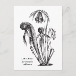 Darlingtonia californica, carnivoren Plant Briefkaart