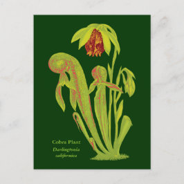 Darlingtonia californica, carnivoren Plant Briefkaart