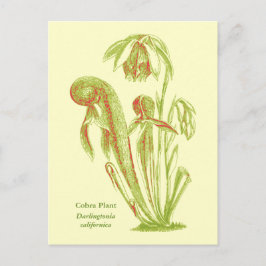 Darlingtonia californica, carnivoren Plant Briefkaart