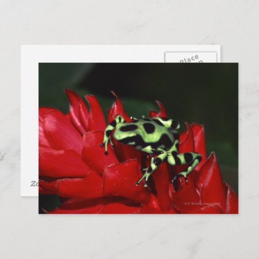 Dart frog 2 briefkaart (Voorkant / Achterkant)