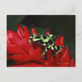 Dart frog 2 briefkaart (Voorkant)