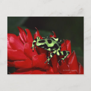 Dart frog 2 briefkaart
