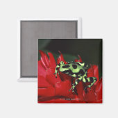 Dart frog 2 magneet (Voorkant / Achterkant)