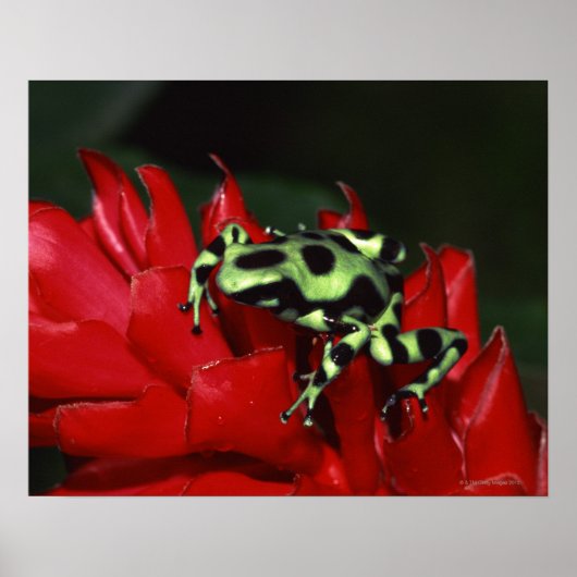 Dart frog 2 poster (Voorkant)