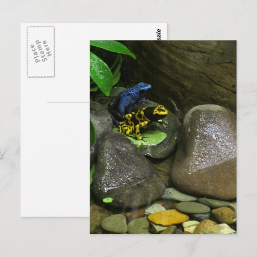 Dart Frog Buddies Briefkaart (Voorkant / Achterkant)