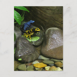 Dart Frog Buddies Briefkaart
