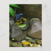 Dart Frog Buddies Briefkaart (Voorkant)