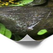 Dart Frog Buddies Poster (Hoek)