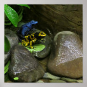 Dart Frog Buddies Poster (Voorkant)