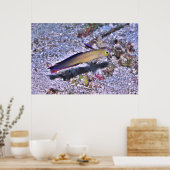 Dart Goby Poster (Keuken)
